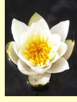 Кувшинка белоснежная (Nymphaea candida Y. Et C.Presl) Кувшинка белоснежная (Nymphaea candida Y. Et C.Presl)